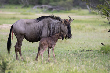 Fototapeta premium a newborn blue wildebeest calf with cow