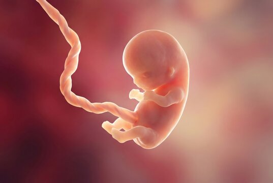 Human fetus developing in the womb at nine weeks of gestation, showing the early stages of prenatal growth and the visible umbilical cord, representing new life and reproduction