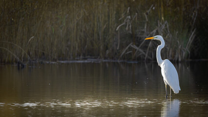 Naklejka premium White Egret Foraging on Lake – Elegant Wading Bird Hunting for Food