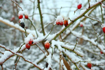 Snow-covered rose hips in winter garden