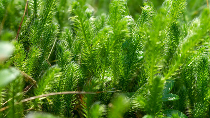 Soft emerald-green grass in forest clearing. Close up of bright green ecologically clean forest floor. Natural background for nature and environmental themes.
