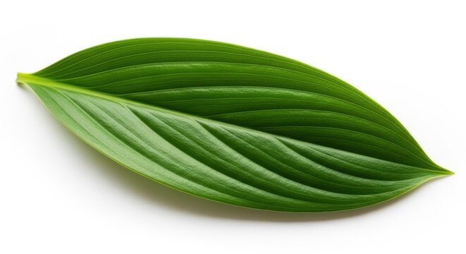 Single green leaf on white background