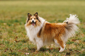 Standing sheltie dog on grassy field looking at camera