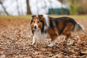 Sheltie dog carrying orange ball while walking through leaves
