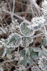 Macro image of Bramble leaves covered with ice crystals, Derbyshire England
