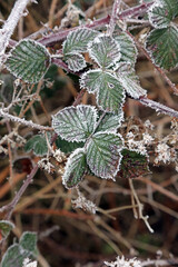 Macro image of Bramble leaves dusted with frost, Derbyshire England
