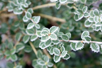 Macro image of Osmanthus leaves covered with ice crystals, Derbyshire England
