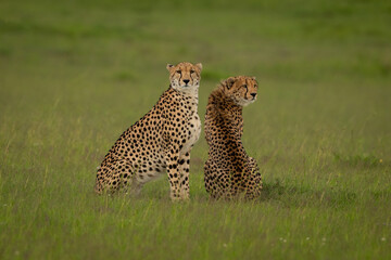 Female cheetah and cub sit on grass © Nick Dale