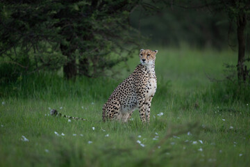 Female cheetah sits in clearing turning head © Nick Dale
