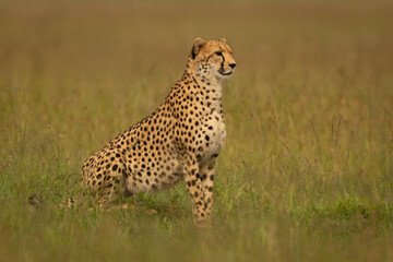 Female cheetah sits in profile in savanna © Nick Dale