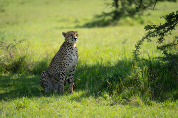Female cheetah sits in shade of bush © Nick Dale