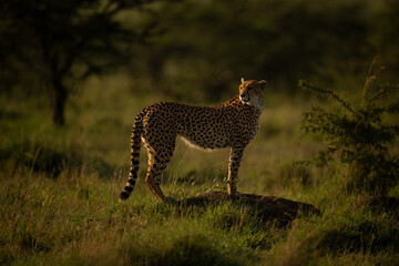 Female cheetah stands on mound looking round © Nick Dale