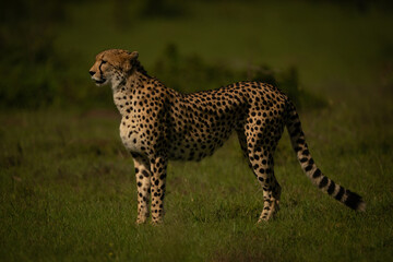 Female cheetah stands on plain near bushes © Nick Dale
