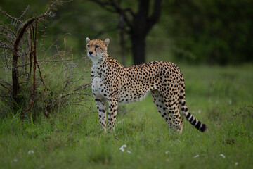 Female cheetah stands scanning on grass plain