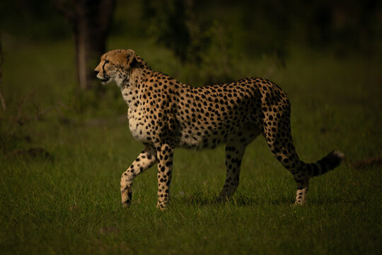 Female cheetah stands on plain lifting forefoot