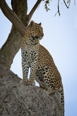 Female leopard sits on tree turning head