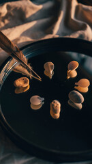 Small seashells and stones arranged on a dark, reflective surface with a feather.