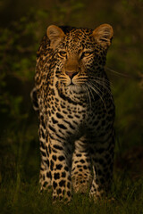 Naklejka premium Female leopard stands facing camera in bushes