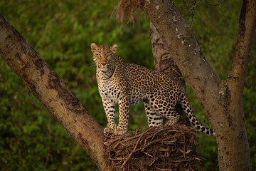Female leopard stands watching camera from nest