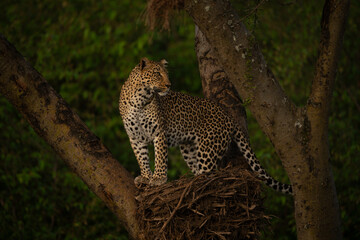 Female leopard stands on nest turning head