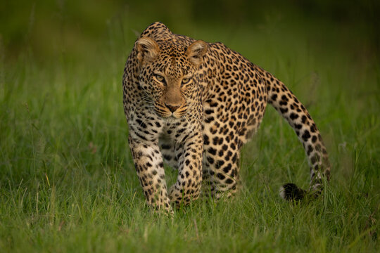 Female leopard walks toward camera lifting forepaw