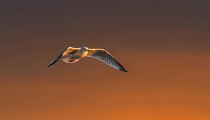 Seagull flying in the sky during sunset or sunrise.