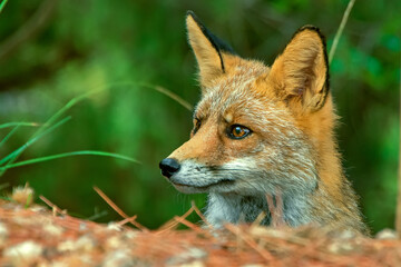 Zorro com&uacute;n o rojo, en el parque natural de Cazorla, Segura y Las Villas.