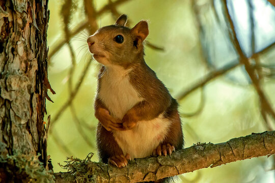 Ardilla com&uacute;n, en el parque natural de Cazorla, Segura y Las Villas.