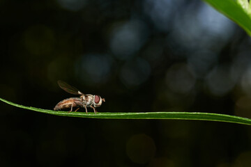 Macro hoverfly perched on delicate green stem