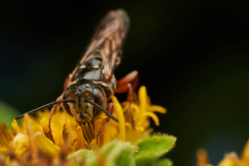 Brown hoverfly collecting pollen on yellow flower