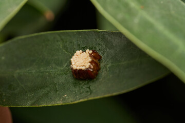 Insect eggs development stage on leaf surface