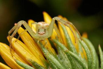 Crab spider camouflage on bright yellow flower
