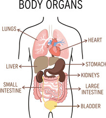 Fototapeta premium Human internal organs labeled diagram, educational anatomy chart, biology learning aid, medical illustration, flat vector design
