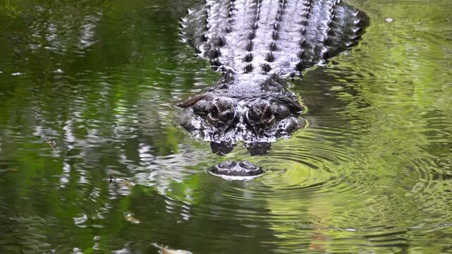 The crocodile in the river