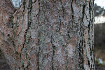 The bark of a tree is covered in moss and has a rough texture