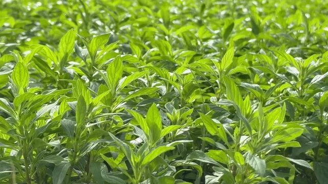 Close up of young Ocimum basilicum plants growing densely while an irrigation system sprays water evenly across the leaves. Herb irrigation.