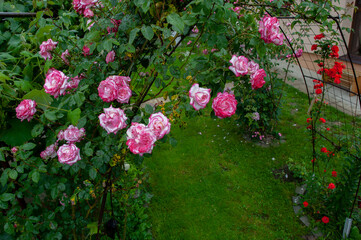 Rose beautiful flowers climbing bush on the green garden fence.