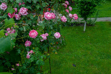 Rose beautiful flowers climbing bush on the green garden fence.