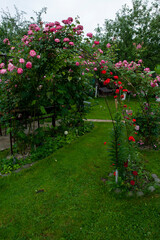 Rose beautiful flowers climbing bush on the green garden fence.