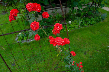 Rose beautiful flowers climbing bush on the green garden fence.