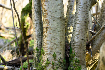 A tree with moss growing on it