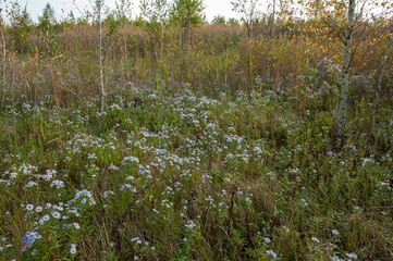 Aster alpinus garden perennial plants with purple flowers. Alpine aster.
