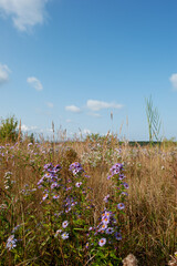 Aster alpinus garden perennial plants with purple flowers. Alpine aster.