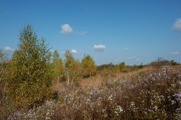 Aster alpinus garden perennial plants with purple flowers. Alpine aster.