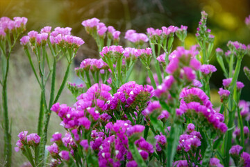 Obraz premium Blooming purple limonite flowers in summer garden