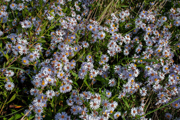 Small colorful aster flowers covered with dew in a flowerbed in an autumn park on a sunny morning