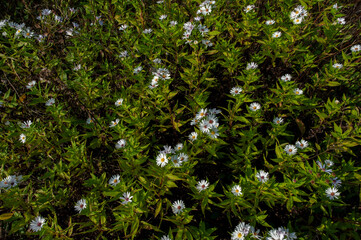 Small colorful aster flowers covered with dew in a flowerbed in an autumn park on a sunny morning