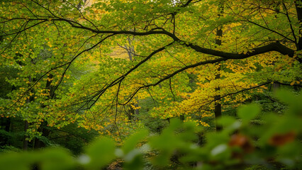 Lush canopy of green and golden leaves covering a dense forest in early autumn