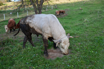 A light brown bull with horns in a free field.