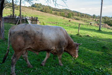 A light brown bull with horns in a free field.